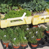 planten